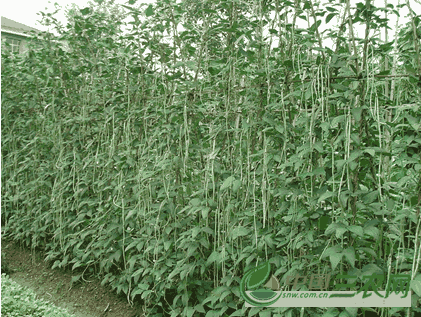 菜豆,豇豆落花落荚现象是什么(菜豆,豇豆落花落荚现象分析)